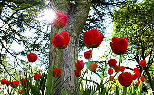 red tulips blooming at daytime HD wallpaper