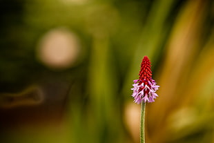 selective focus photography of red flower HD wallpaper