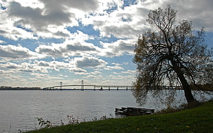 green leaf tree near body of water during daytime