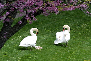 two white Swans near Cherry Blossom tree