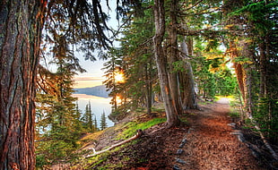 green trees, forest, path, crater lake, trees HD wallpaper