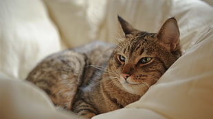 photograph of brown Tabby cat on pet bed