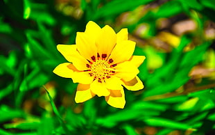 selective photography of yellow petaled flower