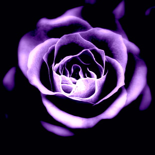 purple Rose in bloom macro-photo