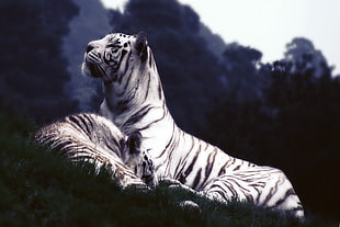 white tiger on green field