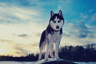short-coated white and black dog, Siberian Husky , dog, animals