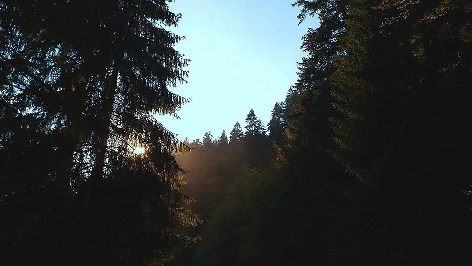 green pine trees, forest, trees, sky, sun rays HD wallpaper