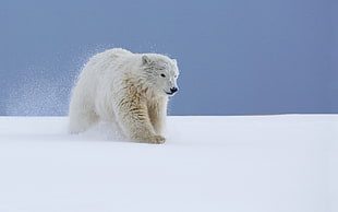 Polar bear, animals, snow, polar bears, baby animals HD wallpaper