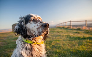 closeup photo of white and black English setter HD wallpaper