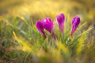purple crocus flowers, plants, flowers, crocus, nature