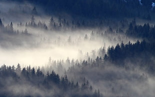 forest trees, nature, landscape, mist, forest HD wallpaper