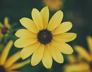 yellow daisy flower, Flower, Petals, Yellow