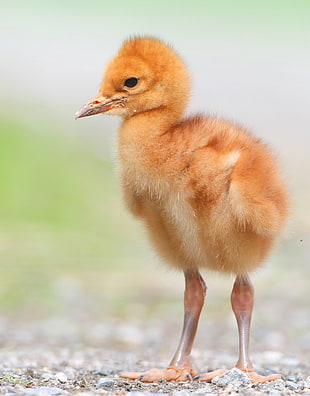 photo of brown chick