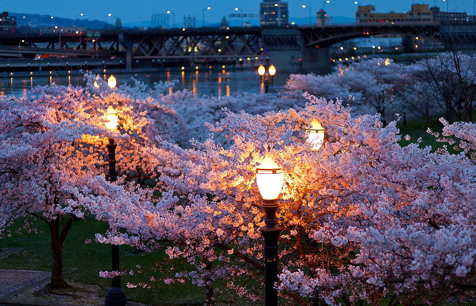 high angle photo of blossomed Sakura trees near lamp posts and a steel bridge at dusk HD wallpaper