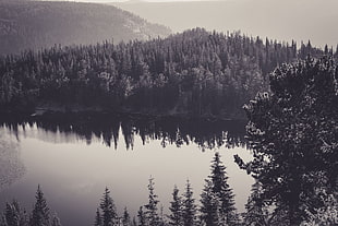 greyscale photo of trees near body of water
