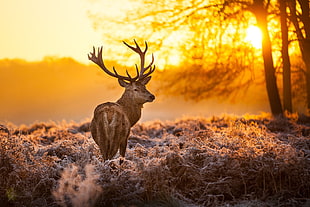 focus photography of deer HD wallpaper