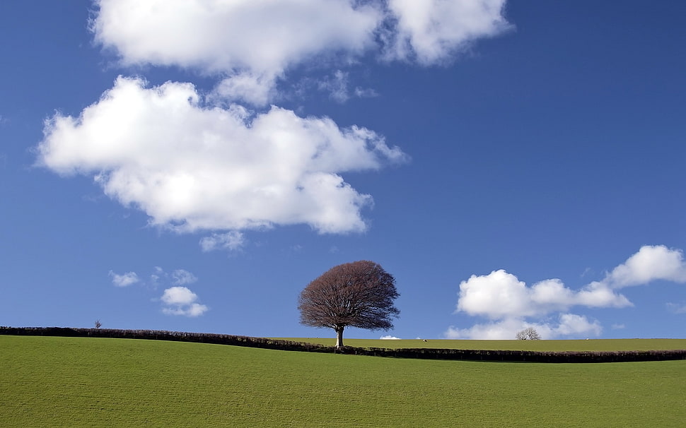 brown trees on green grass field under cloudy sky HD wallpaper