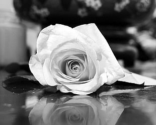 grayscale photo of white rose