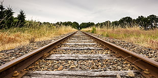 train rail leading to forest HD wallpaper