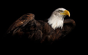 American Eagle, eagle HD wallpaper