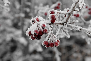 photo of round red fruit covered with ice