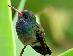 selective focus photography of green and blue bird during daytime, hummingbird, de 6