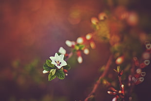 white and red flowers photography during night time HD wallpaper
