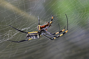 close-up photography of black and yellow Argiope spider