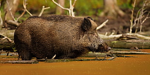 brown wild boar near body of water and trees during daytime