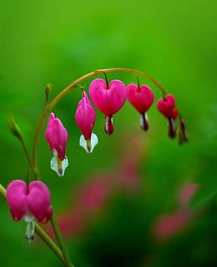 closeup photography of red Orchid flowers at daytime, bleeding heart