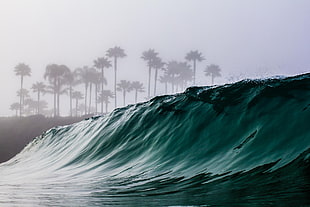 body of water, waves, trees, mist, water HD wallpaper