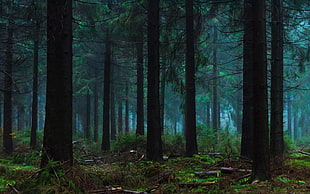 forest wallpaper, nature, landscape, blue, mist HD wallpaper