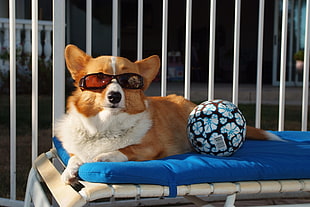 white and brown Pembroke Welsh Corgi lying in the blue textile wearing brown sunglasses