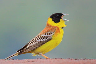yellow and brown short-beak bird HD wallpaper