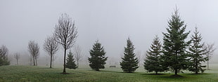pine trees covered with fog HD wallpaper