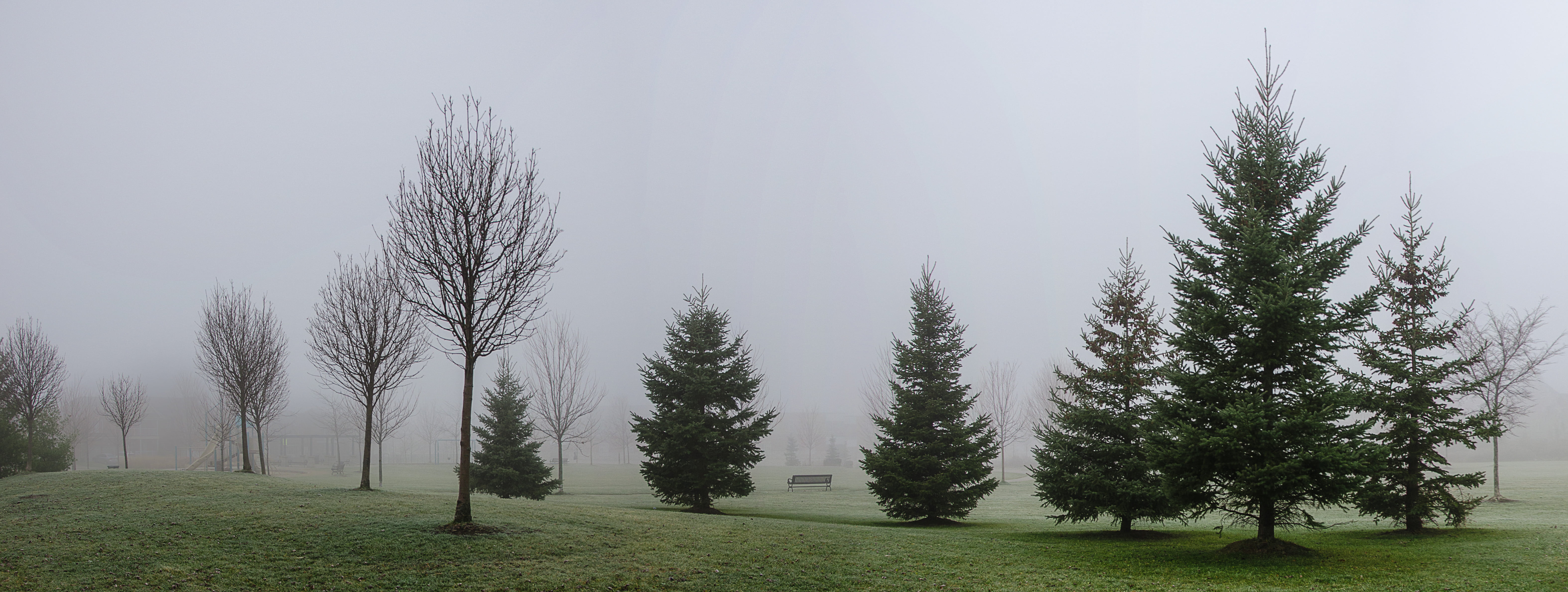 pine trees covered with fog