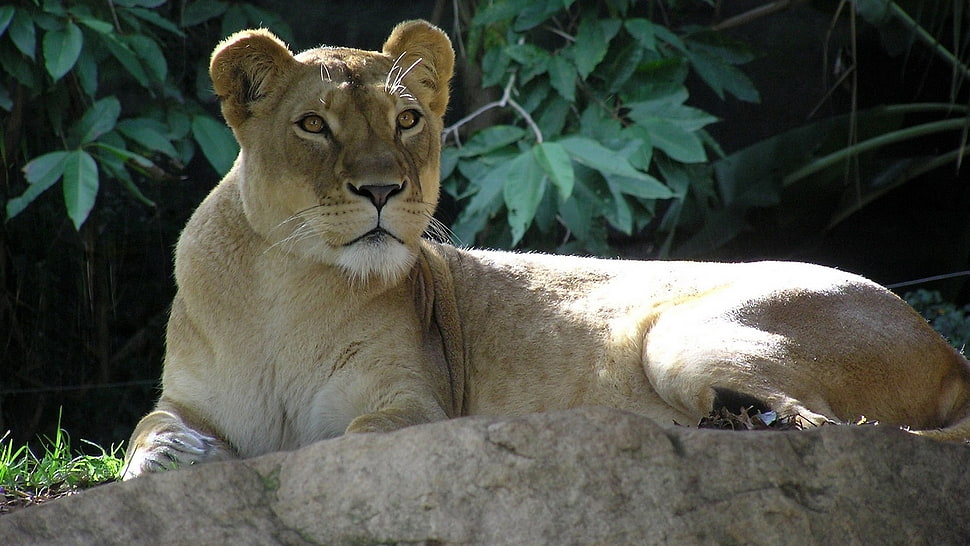 Lioness laying on gray rock HD wallpaper