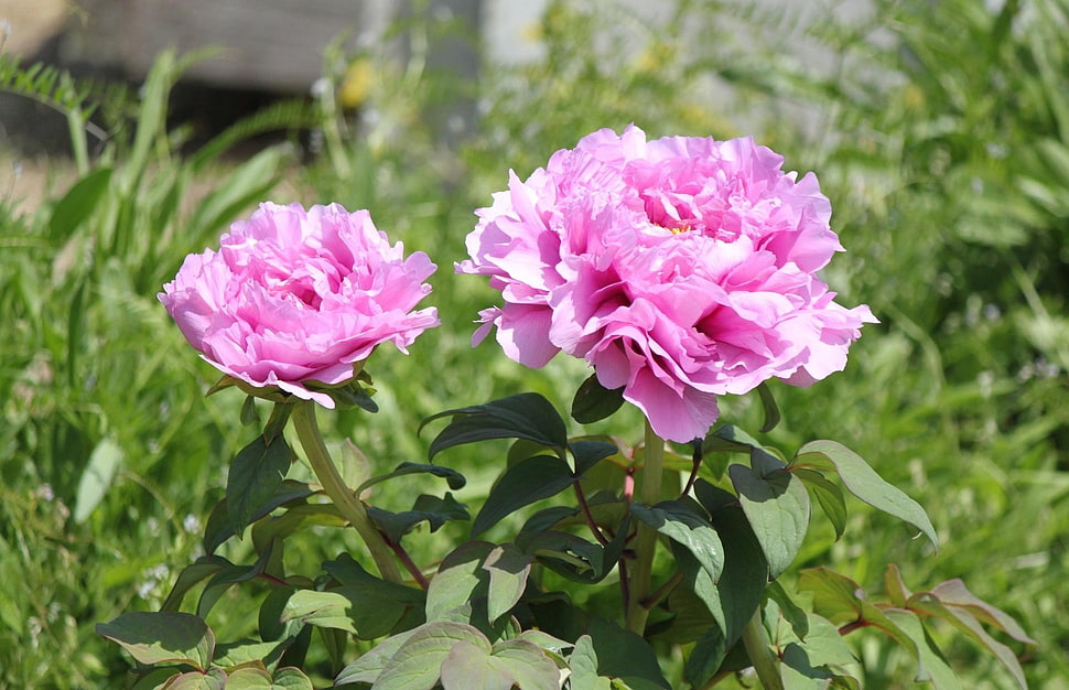 two pink Peony flowers HD wallpaper