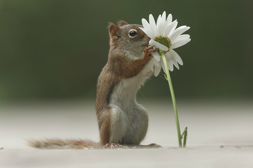 squirrel smelling white flower HD wallpaper