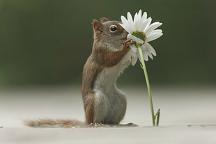 squirrel smelling white flower