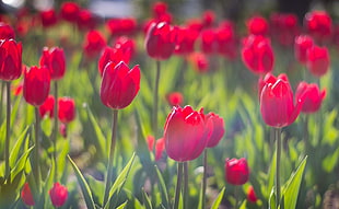 red tulip flowers HD wallpaper
