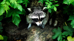 black and white Racoon