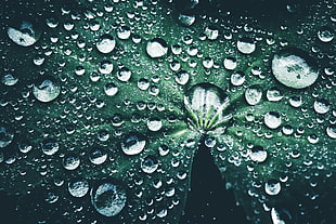 green leaf, Leaf, Drops, Close-up
