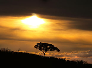 silhouette of tree with clouds and bright light in the sky
