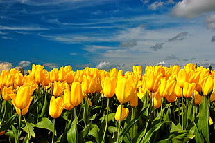 Tulips,  Flowers,  Yellow,  Spring HD wallpaper