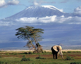 brown elephant, Africa, Mount Kilimanjaro, elephant, animals