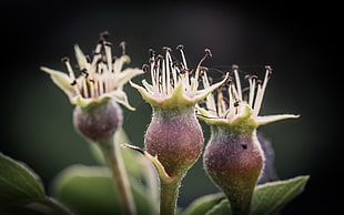 selective focus photography of three flower buds