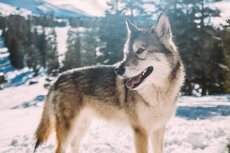 brown and white wolf on the snow under the sunlight HD wallpaper