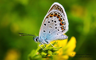 Common Blue Butterfly perched on green leaf closeup photography HD wallpaper