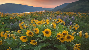 photo of sunflower field